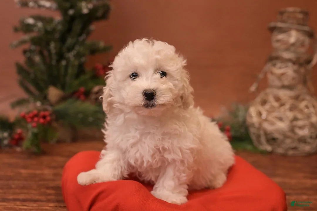 Bichpoo dogs for sale: Oh - Ad 1