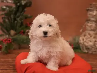 Bichpoo dogs Oh - Ad 12