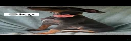 Doberman Pinscher dogs for sale: Sky - Ad 3