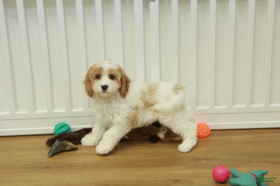 Cavapoo dogs for sale: Mason - Ad 15