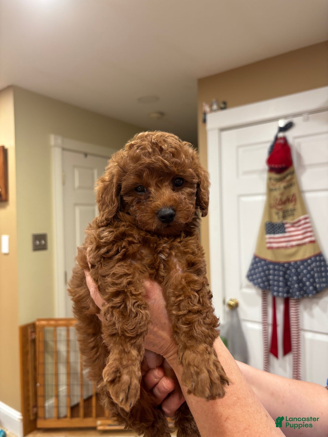 Toy Poodle dogs for sale: miniature Poodle Puppy 1 - Ad 1