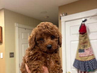 Toy Poodle dogs miniature Poodle Puppy 1 - Ad 38