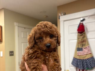 Toy Poodle dogs miniature Poodle Puppy 1 - Ad 35
