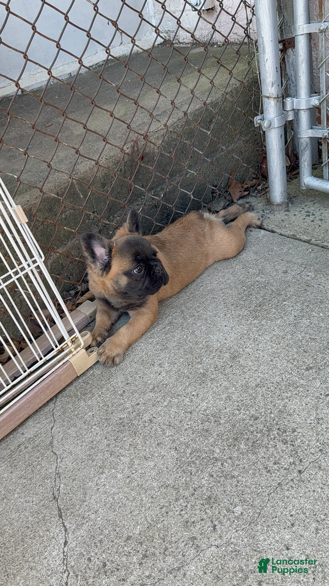 French Bulldog dogs for sale: Arlo - Ad 2