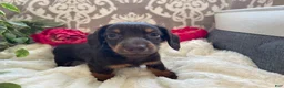 Miniature Dachshund dogs for sale: Conner - Ad 6