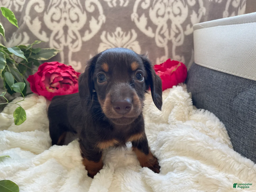 Miniature Dachshund dogs for sale: Conner - Ad 6