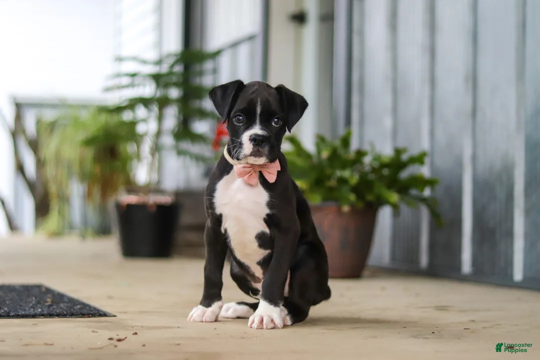 Boxer dogs for sale: Fido - Ad 1