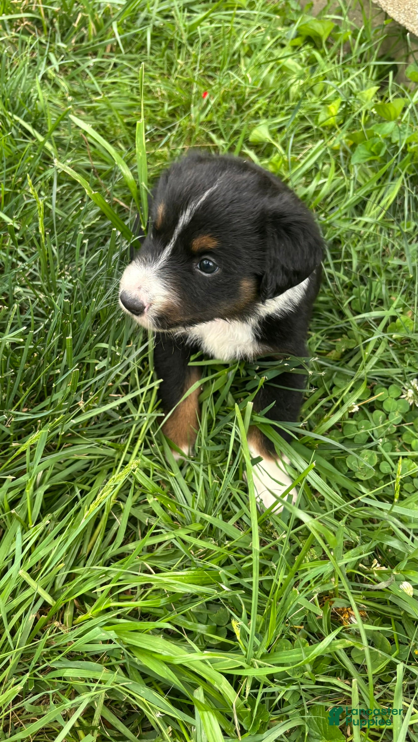 Miniature Australian Shepherd dogs #10 Black Tri Male - Ad 16