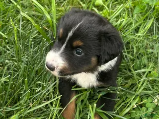 Miniature Australian Shepherd dogs #10 Black Tri Male - Ad 16