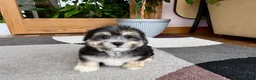 Mixed Breed dogs for sale: Lhasa/Maltese boy 2  - Ad 11