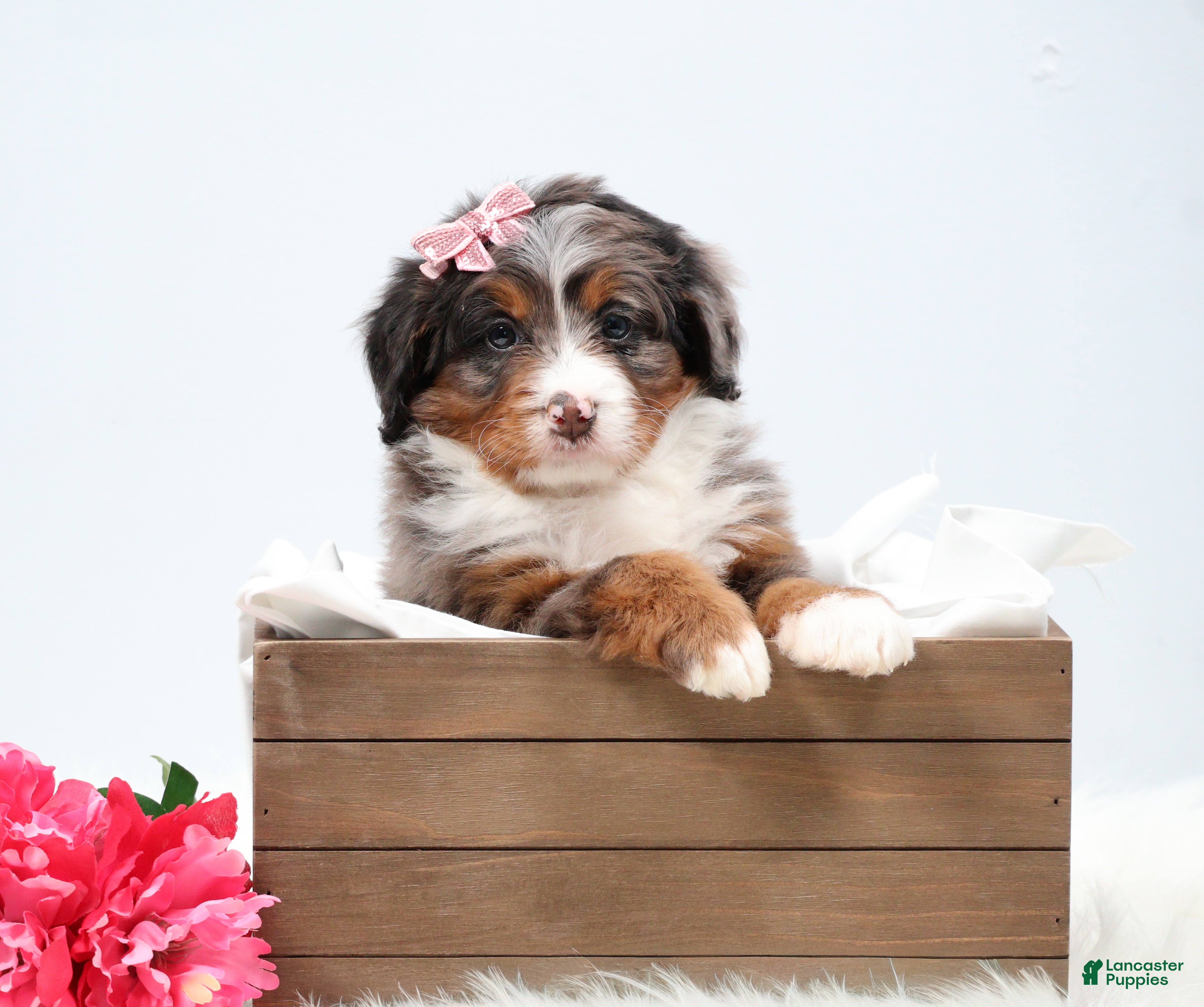 Mini Bernedoodle dogs Cherish  - Ad 1
