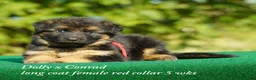 German Shepherd dogs for sale: German Shepherd female red collar - Ad 5