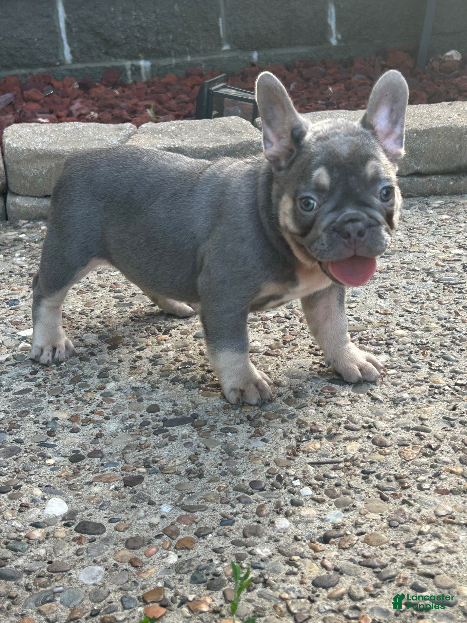 French Bulldog dogs French Bulldog 2 - Ad 3