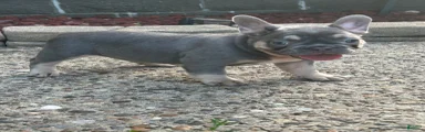French Bulldog 2
