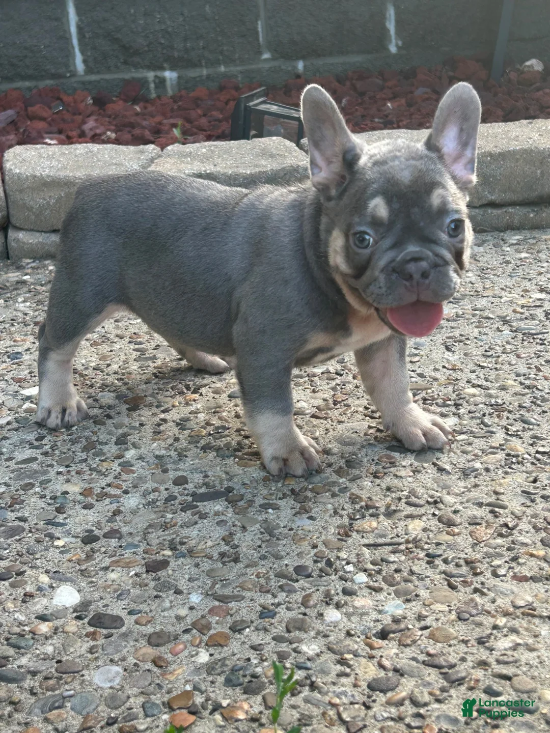 French Bulldog dogs for sale: French Bulldog 2 - Ad 1