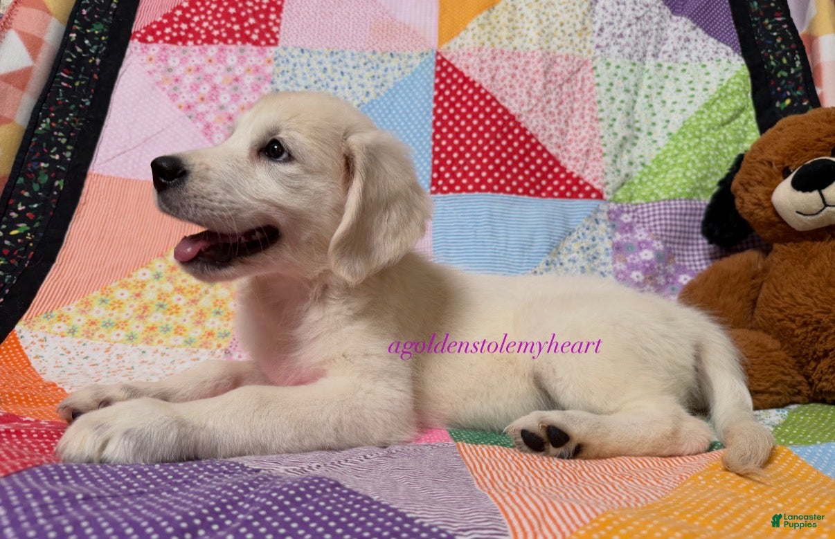 Golden Retriever dogs Milly - Ad 1