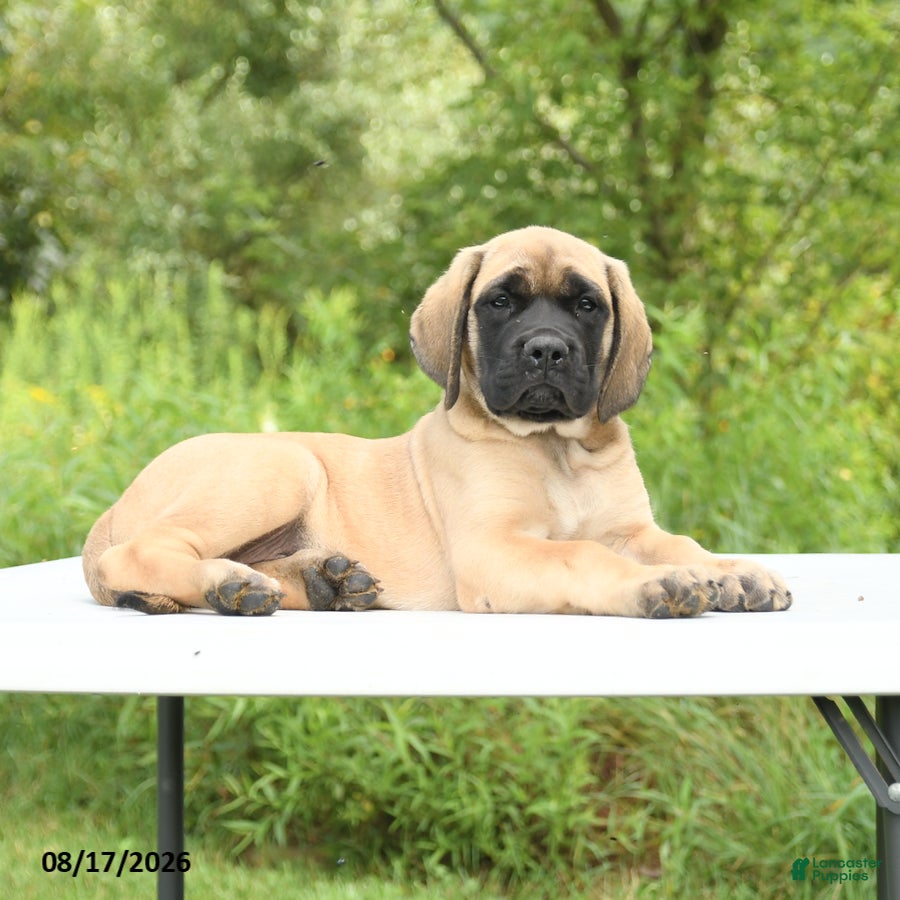 English Mastiff dogs Mocha - Ad 2
