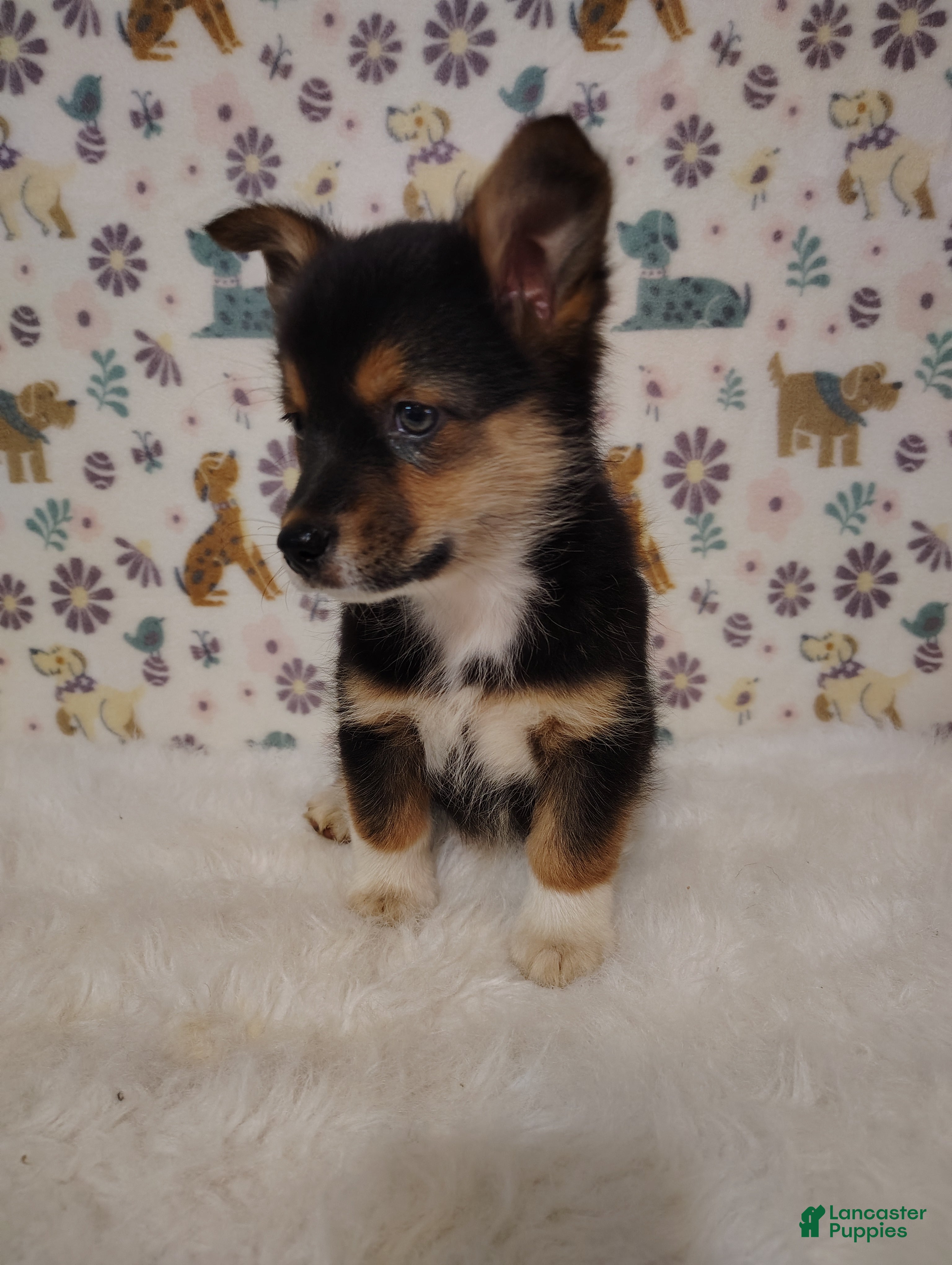 Mixed Breed dogs Dolly - Ad 1