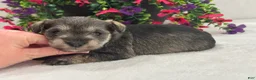 Miniature Schnauzer dogs for sale: Josie Female 4 - Ad 3