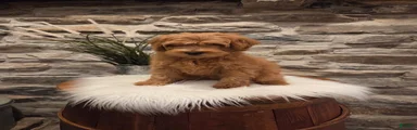 BOSWELL - Mini Goldendoodle Fluffy Puppy 