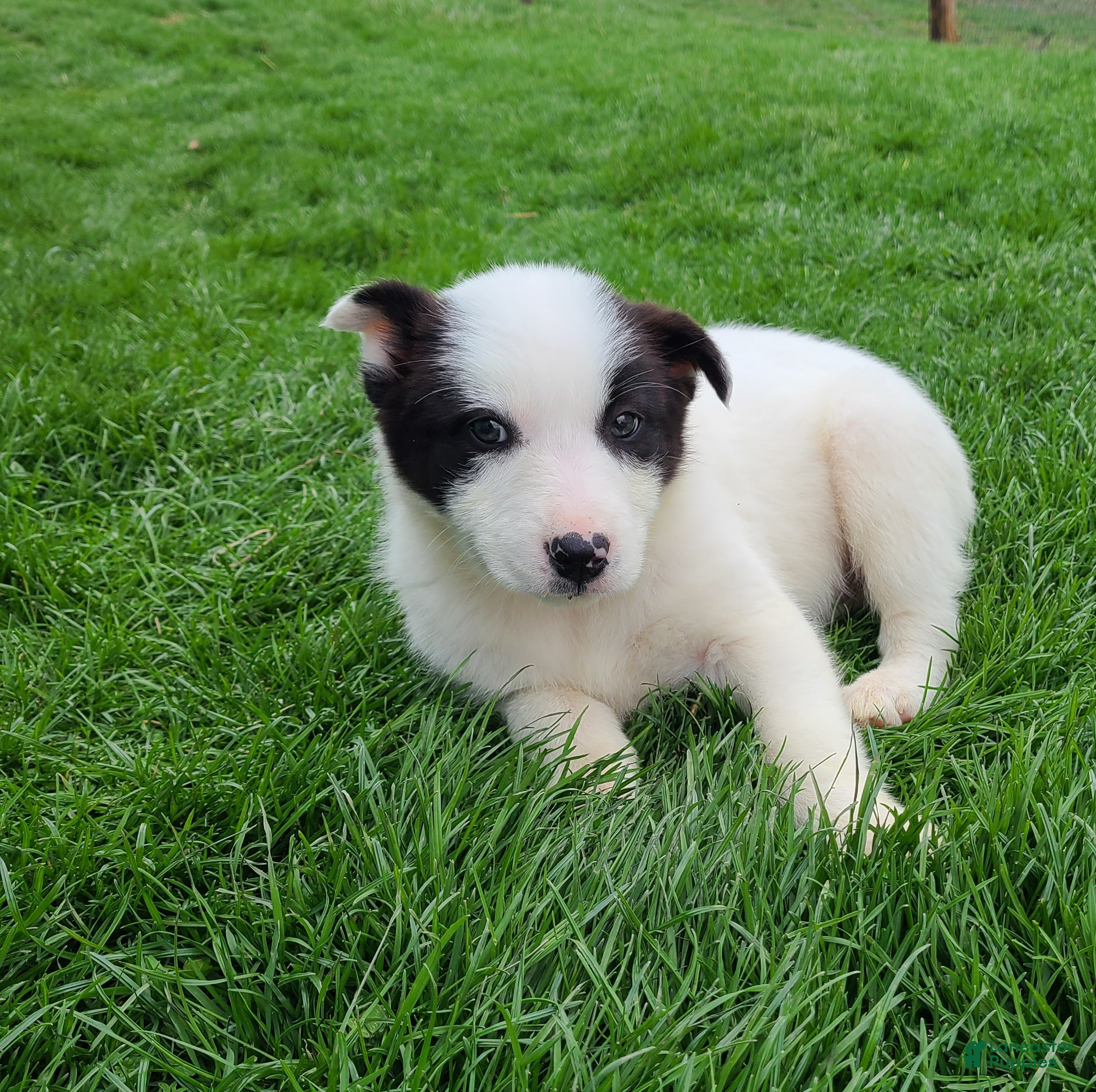 Border Collie dogs Princess  - Ad 1