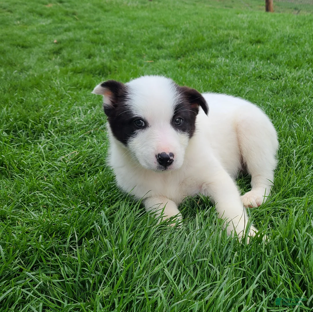 Border Collie dogs for sale: Princess  - Ad 1