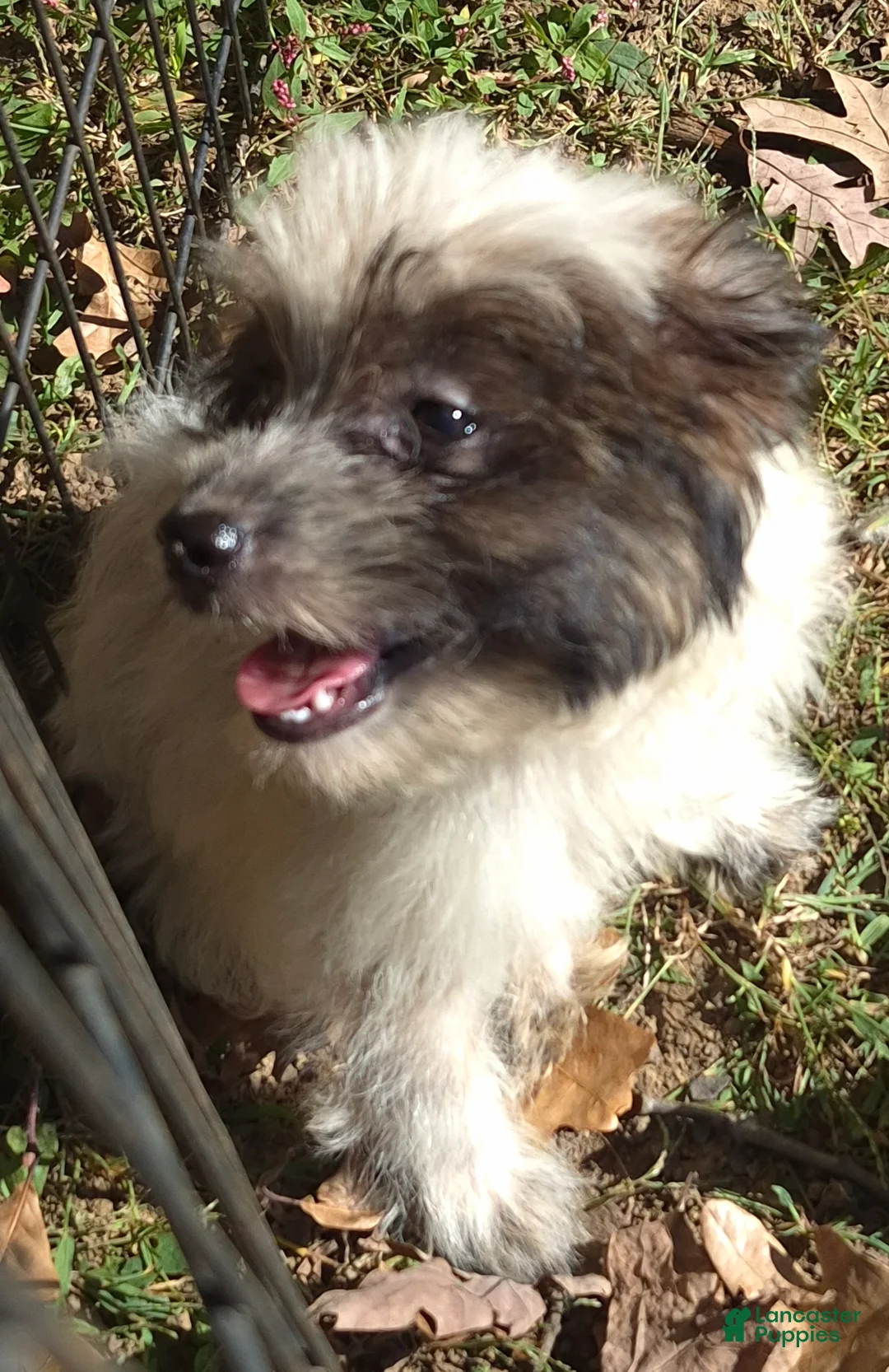 Mini Aussiedoodle dogs for sale: Speckles - Ad 12