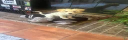 Mixed Breed dogs for sale: Cashew - Ad 3