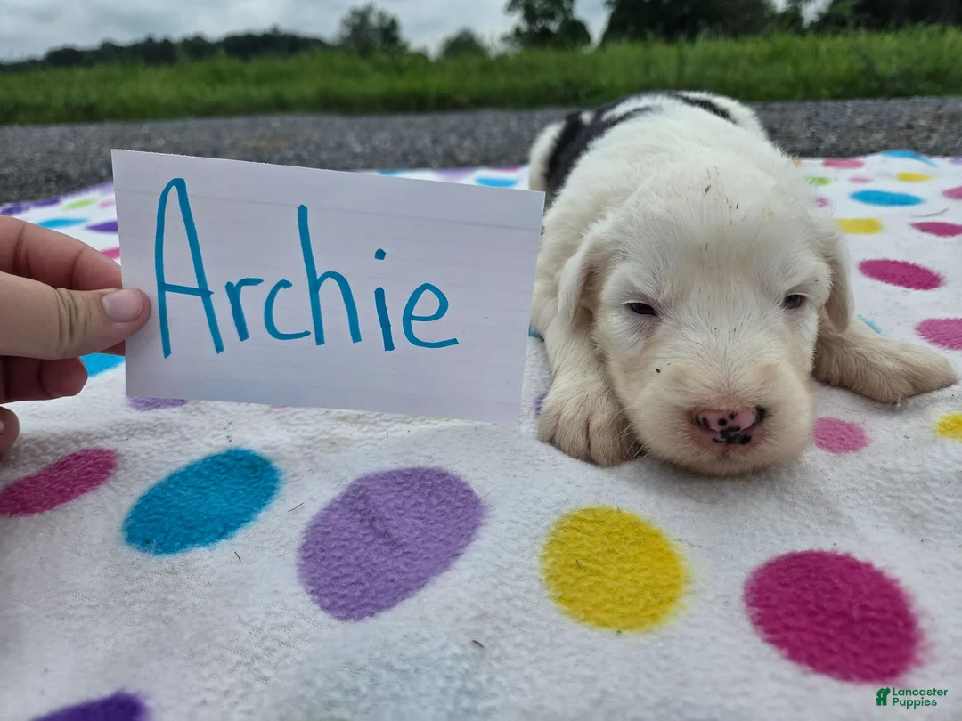 Sheepadoodle dogs for sale: Sheepadoodle 7 - Ad 2