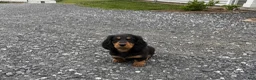 Dachshund dogs for sale: Duke, longhaired Dachshund  - Ad 1