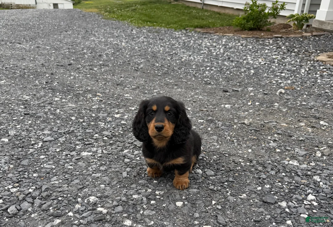 Dachshund dogs for sale: Duke, longhaired Dachshund  - Ad 1