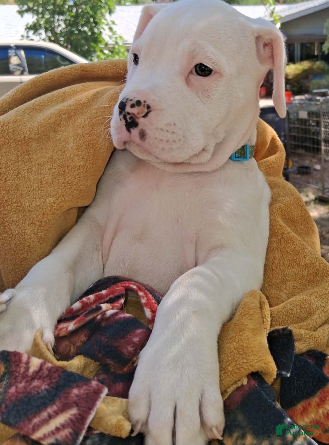 American Bulldog dogs Makoa  - Ad 7