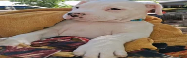Makoa 