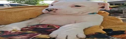 American Bulldog dogs for sale: Makoa  - Ad 1