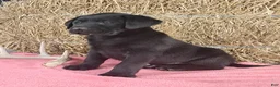 Labrador Retriever dogs for sale: Ashley - Ad 2