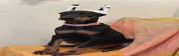 Doberman Pinscher dogs for sale: Doberman Black/Rust Female  - Ad 2
