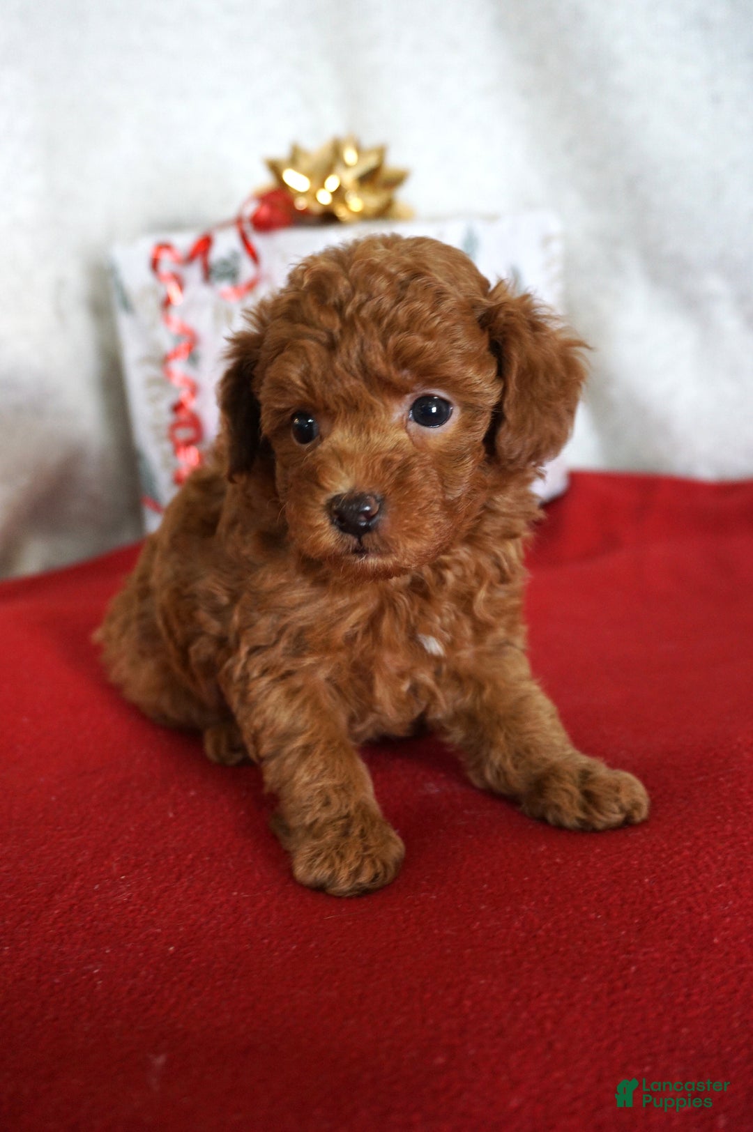 Toy Poodle dogs for sale: Toy Poodle Puppy 1 - Ad 3