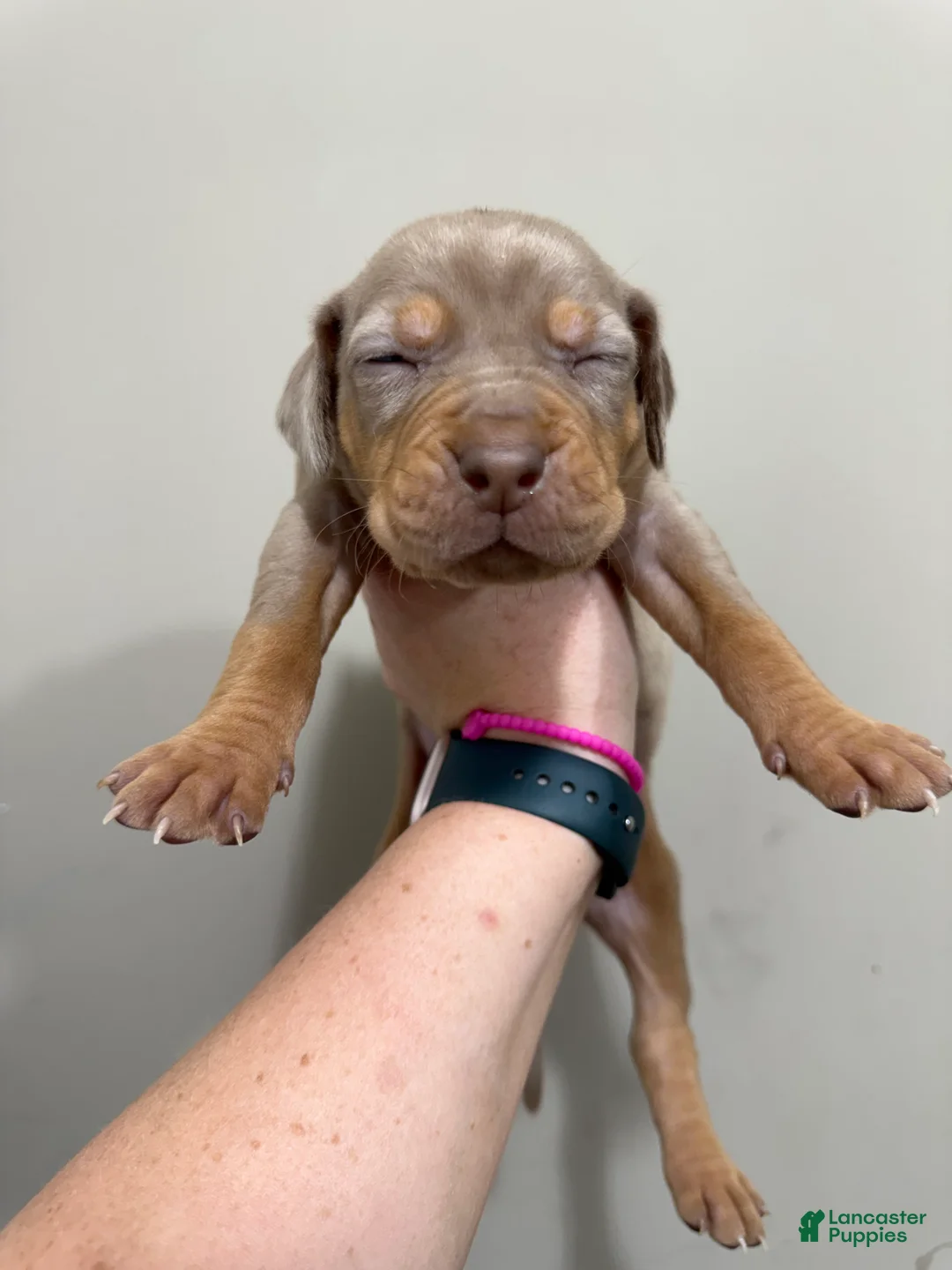 Catahoula Leopard Dog dogs for sale: Tan Girl - Ad 1