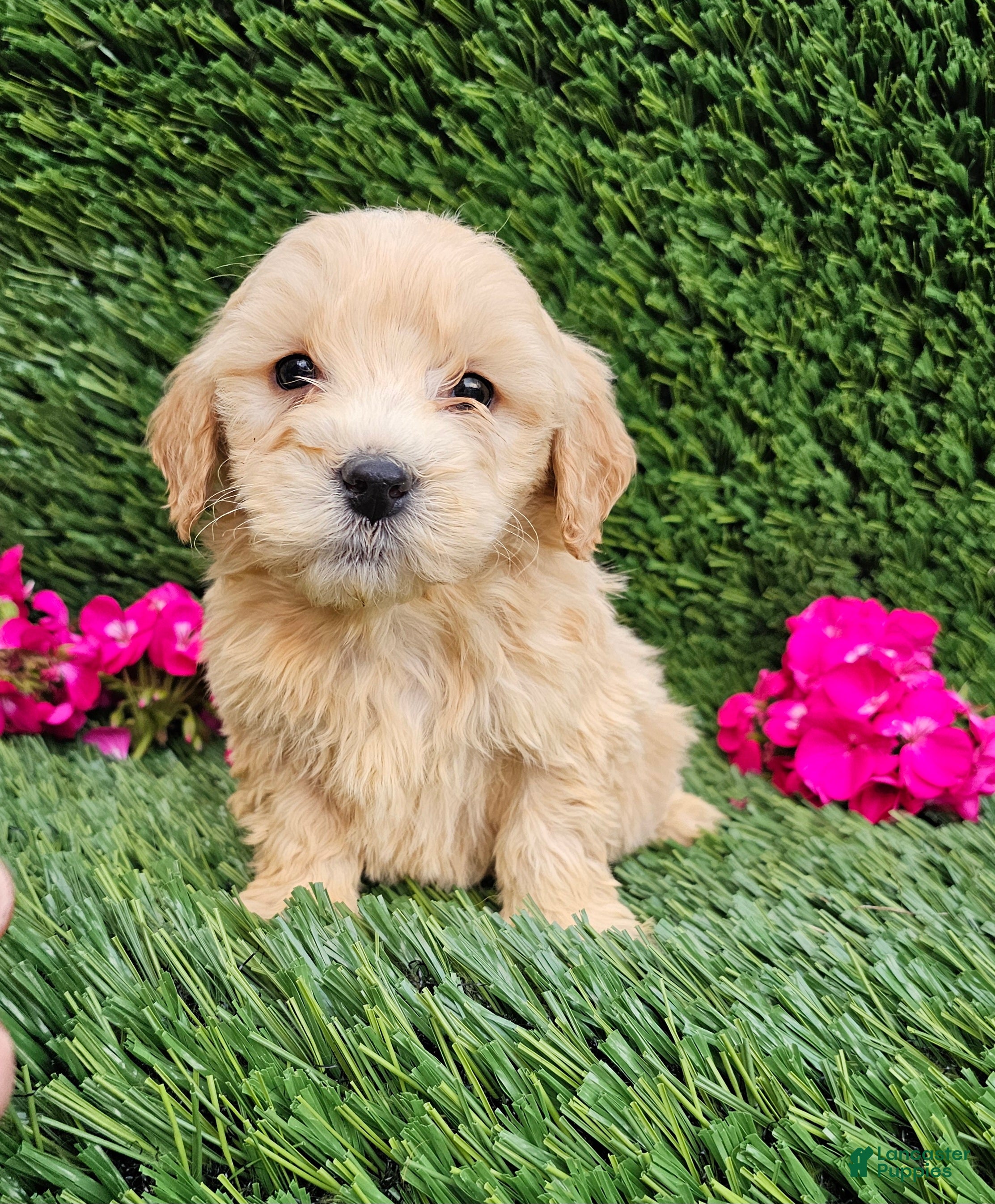 Mini Goldendoodle dogs AJ - Ad 37