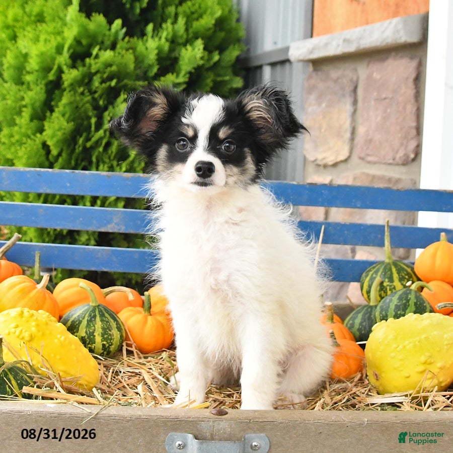 Papillon dogs Moss - Ad 1