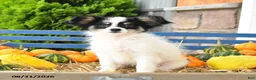 Papillon dogs for sale: Moss - Ad 1