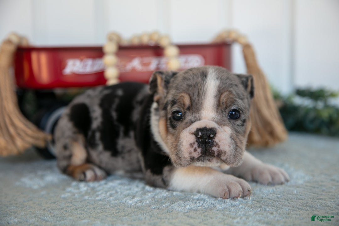 Mixed Breed dogs for sale: Tatiana - Ad 2