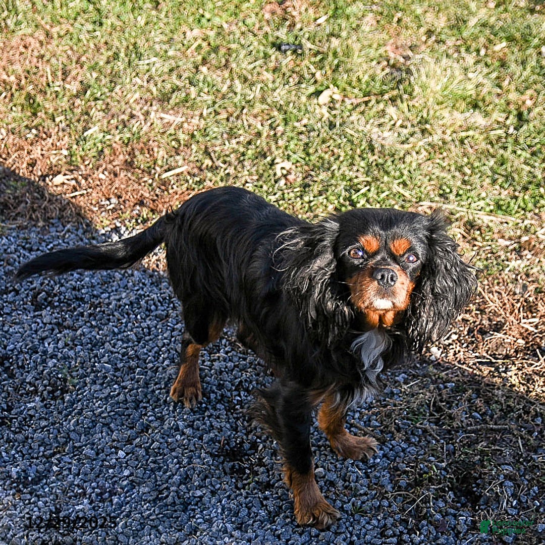Cavalier King Charles Spaniel dogs for sale: Vanilla - Ad 5