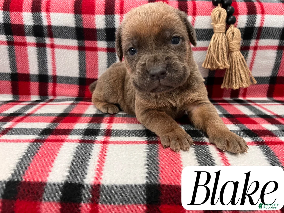 Cane Corso dogs for sale: Nikki - Ad 49