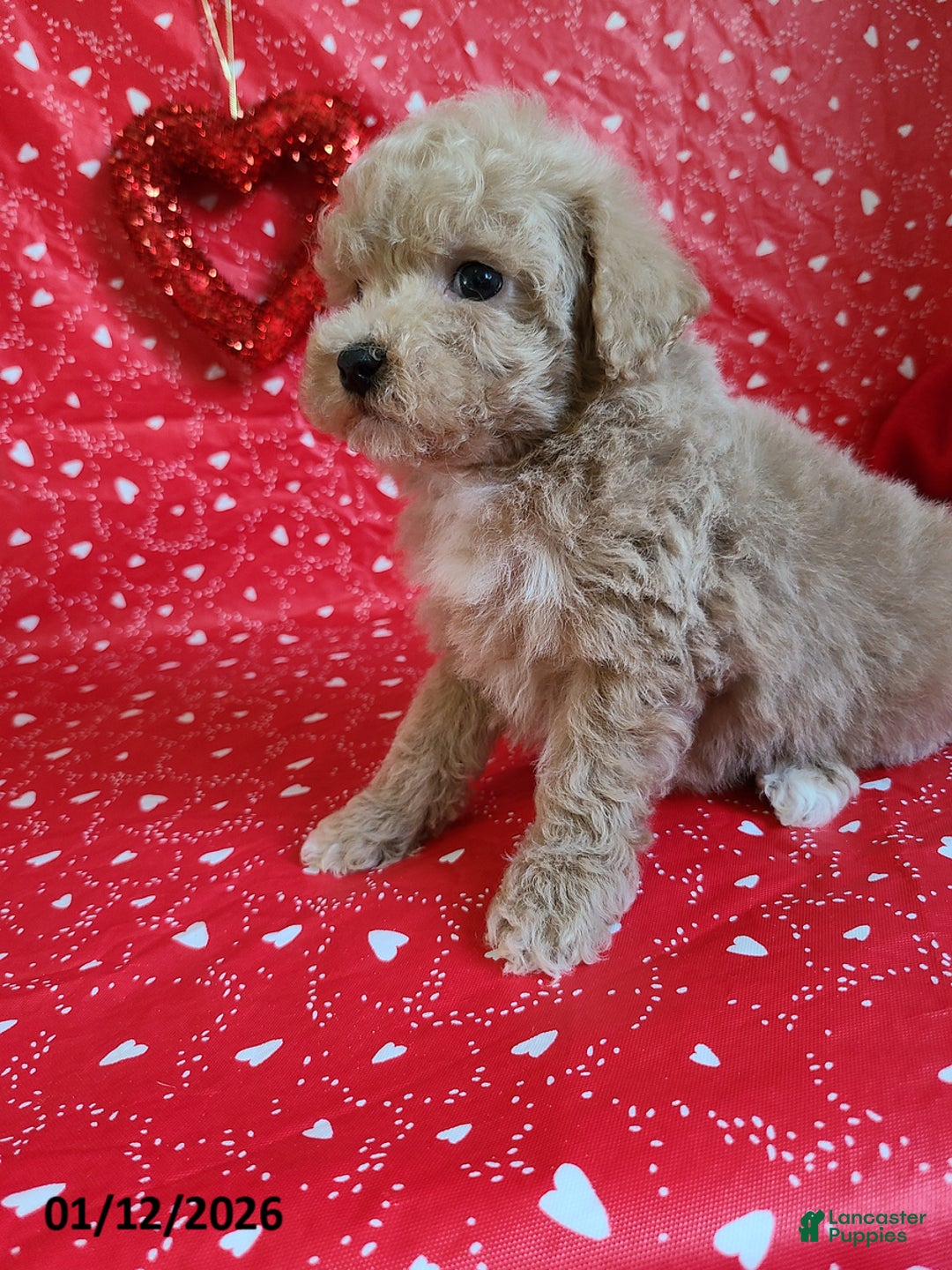 Bichpoo dogs for sale: Doll Face - Ad 8