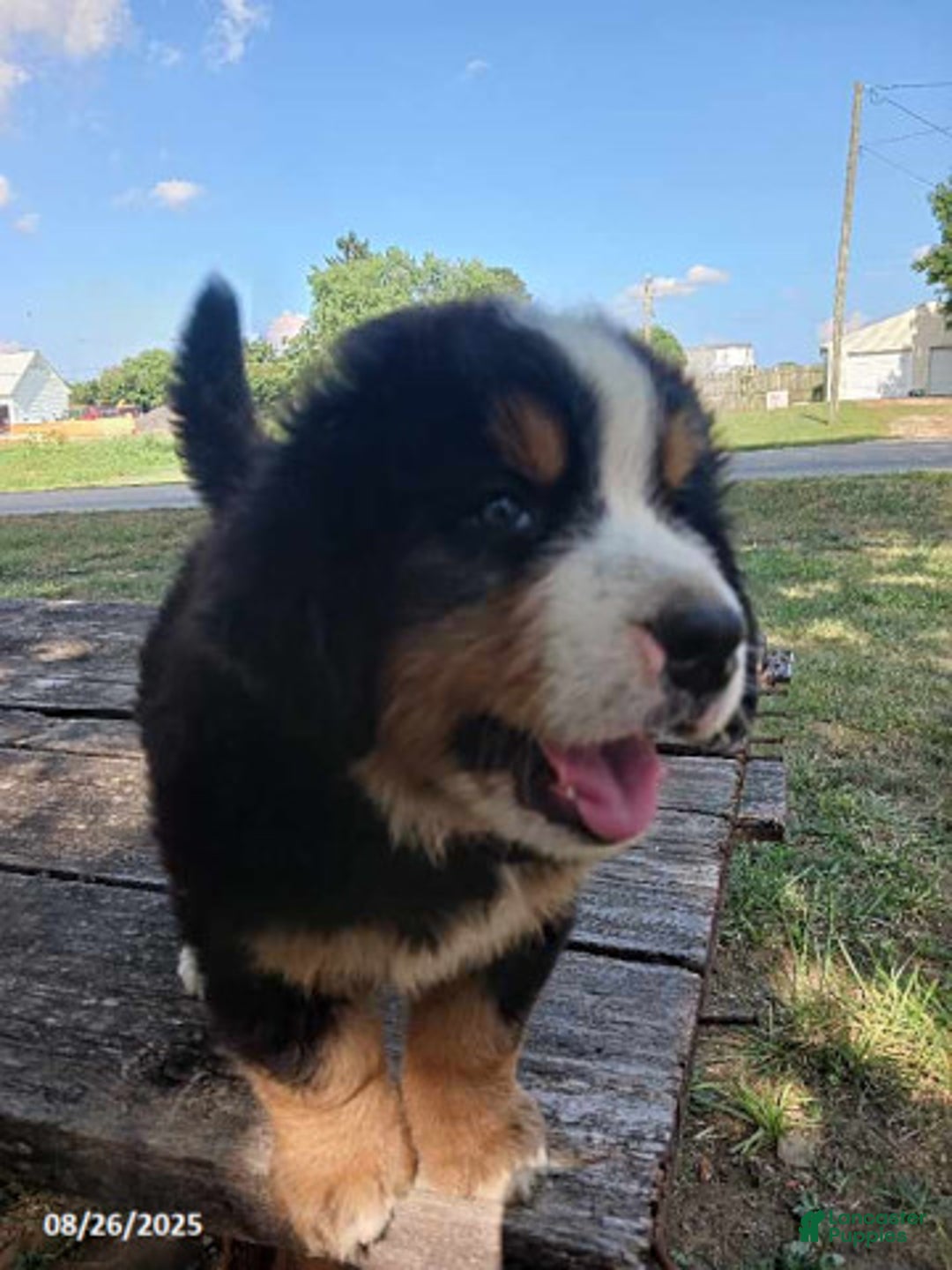 Lose Weight Overweight Bernese Mountain Dog Hill's Science Plan