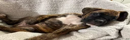 Boxer dogs for sale: Blue - Ad 5