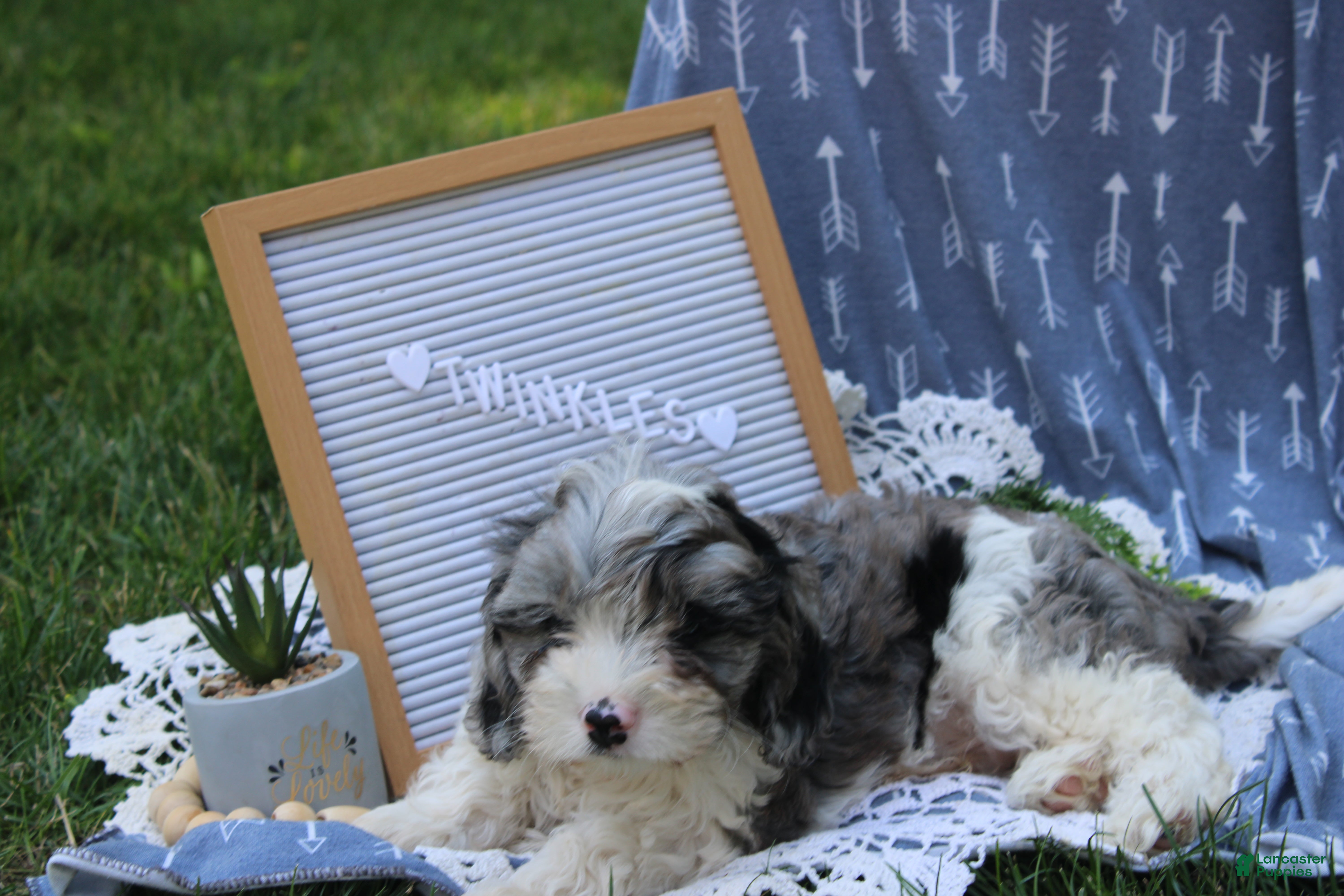 Cavapoo dogs Twinkles - Ad 2