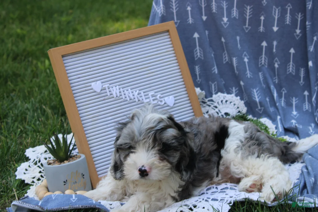 Cavapoo dogs for sale: Twinkles - Ad 2