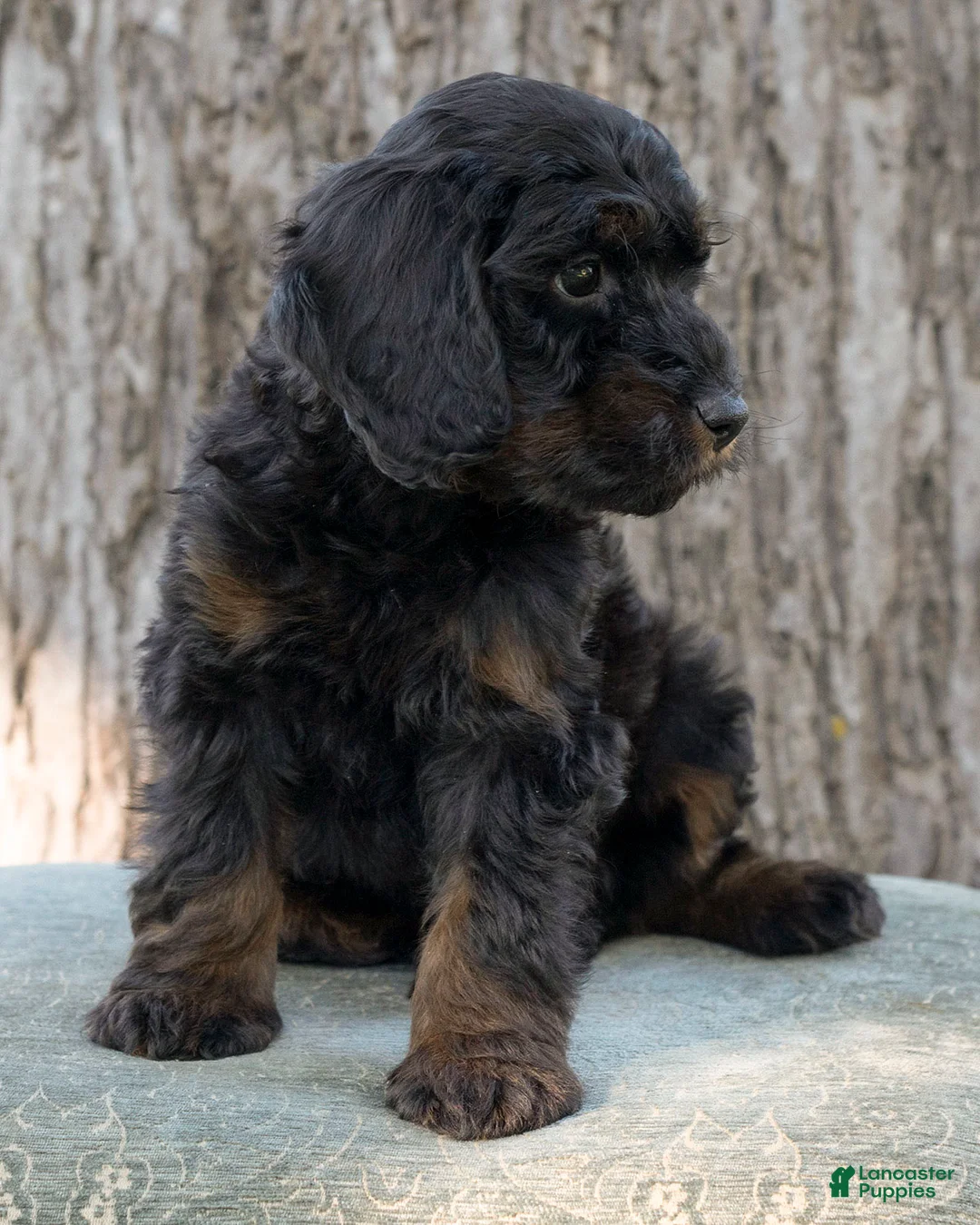 Goldendoodle dogs for sale: Dusty - Ad 7